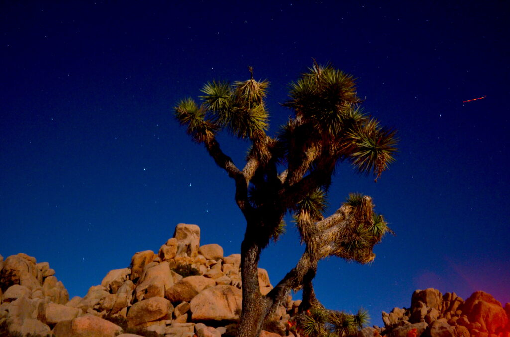 Joshua tree, stars, boulder formation